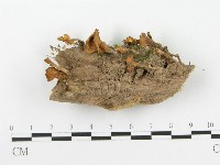 登錄號:F0020487藏品圖，第1張