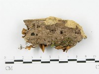 登錄號:F0020487藏品圖，第4張