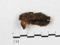 登錄號:F0020488藏品圖，第1張