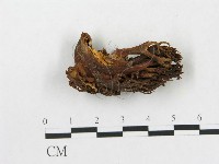 登錄號:F0020488藏品圖，第3張