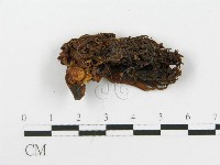 登錄號:F0020488藏品圖，第4張