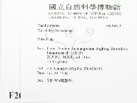 紅菇屬藏品圖，第2張