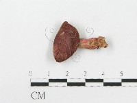 紅菇屬藏品圖，第4張