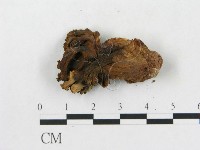 登錄號:F0020490藏品圖，第3張