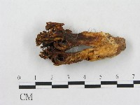 登錄號:F0020493藏品圖，第1張