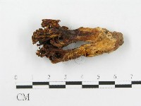 登錄號:F0020493藏品圖，第4張