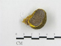 登錄號:F0020494藏品圖，第3張