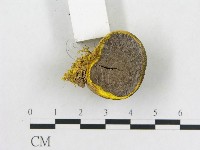登錄號:F0020494藏品圖，第4張