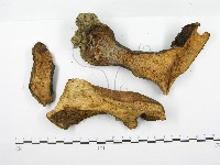 登錄號:F0020495藏品圖，第5張