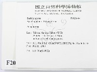 多孔菌屬藏品圖，第2張