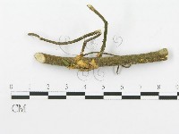 多孔菌屬藏品圖，第1張