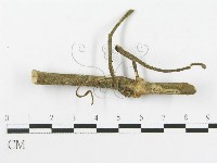 多孔菌屬藏品圖，第3張