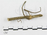 多孔菌屬藏品圖，第4張