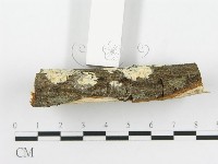 登錄號:F0020497藏品圖，第4張