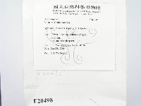 糖圓齒菌藏品圖，第2張