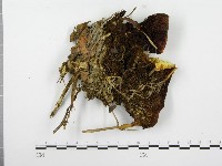 糖圓齒菌藏品圖，第3張