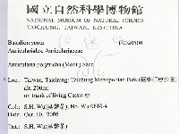 毛木耳藏品圖，第2張