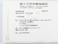 齒耳菌屬藏品圖，第2張