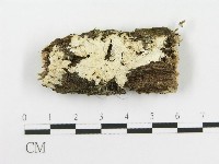 齒耳菌屬藏品圖，第1張