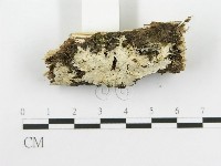 齒耳菌屬藏品圖，第3張