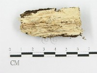 齒耳菌屬藏品圖，第4張
