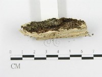 齒耳菌屬藏品圖，第5張