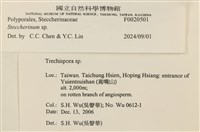 齒耳菌屬藏品圖，第6張