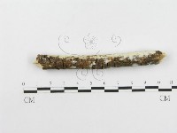 登錄號:F0020504藏品圖，第5張