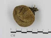 登錄號:F0020508藏品圖，第1張
