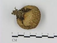 登錄號:F0020508藏品圖，第3張