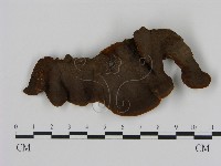 刺革菌屬藏品圖，第3張