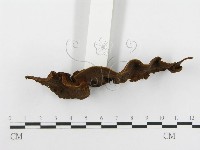 刺革菌屬藏品圖，第4張