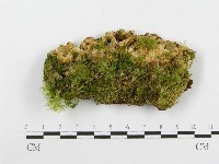 登錄號:F0020510藏品圖，第1張