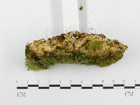 登錄號:F0020510藏品圖，第3張