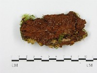 登錄號:F0020510藏品圖，第4張