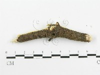 登錄號:F0020512藏品圖，第4張