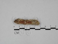 登錄號:F0020513藏品圖，第1張