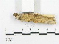 登錄號:F0020513藏品圖，第4張
