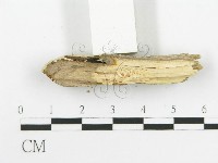 登錄號:F0020513藏品圖，第5張