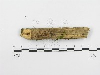 登錄號:F0020515藏品圖，第4張