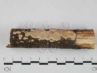 登錄號:F0020518藏品圖，第3張