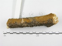 木層孔菌屬藏品圖，第6張