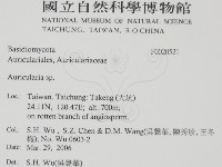 木耳屬藏品圖，第2張