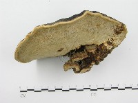 登錄號:F0020522藏品圖，第4張