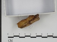 登錄號:F0020525藏品圖，第4張