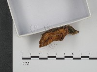 登錄號:F0020525藏品圖，第5張