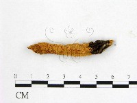 登錄號:F0020526藏品圖，第1張