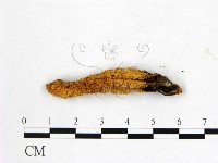 登錄號:F0020526藏品圖，第3張