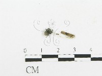 登錄號:F0020527藏品圖，第1張