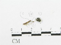登錄號:F0020527藏品圖，第3張